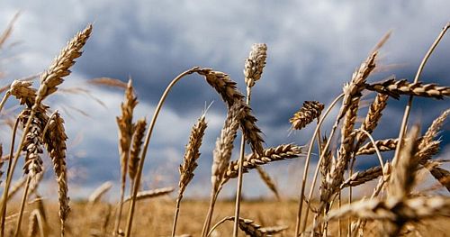 (VİDEO) TMO'nun buğday ve arpa alım primi desteği