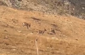 Yaban Keçileri Diyarbakır'da görüntülendi