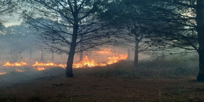 Çanakkale'de çıkan orman yangınında 2,8 hektar alan zarar gördü