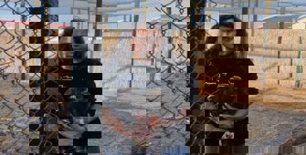 Afyonkarahisar'da tedavisi tamamlanan şahin ve kartal doğaya salındı