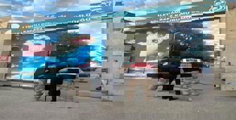 Van'da 54 düzensiz göçmen yakalandı