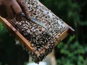 Organik arıcılara kovan başına destek 