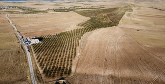 Elazığ'da  badem hasadı başladı