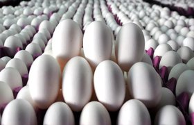 Yumurta üreticilerine ceza yağdı