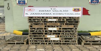 Hatay'da bir otomobilde 4 bin saka kuşu ele geçirildi