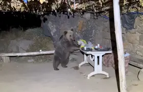 Yemeklerini ayılara bırakıp kaçtılar