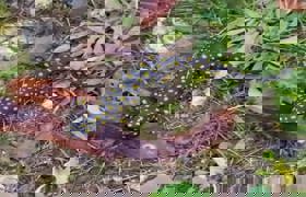 Anadolu benekli semenderi Siirt'te görüntülendi 