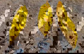 Yas değil, intikam vakti!