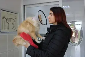 Diyarbakır’da depremden etkilenen hayvanların tedavileri devam ediyor