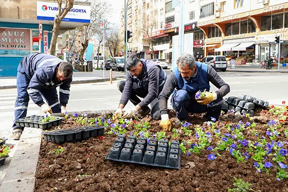 Diyarbakır'da mevsimlik çiçekler toprakla buluşturuluyor