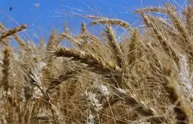 Buğday hasadında Diyarbakır rekoru
