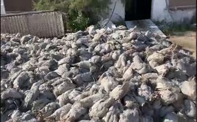 (Video) Çiftlikte çıkan yangında 20 bin tavuk telef oldu