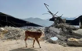 Gaziantep'te depremzede yetiştiricilere bedelsiz hayvan dağıtılıyor