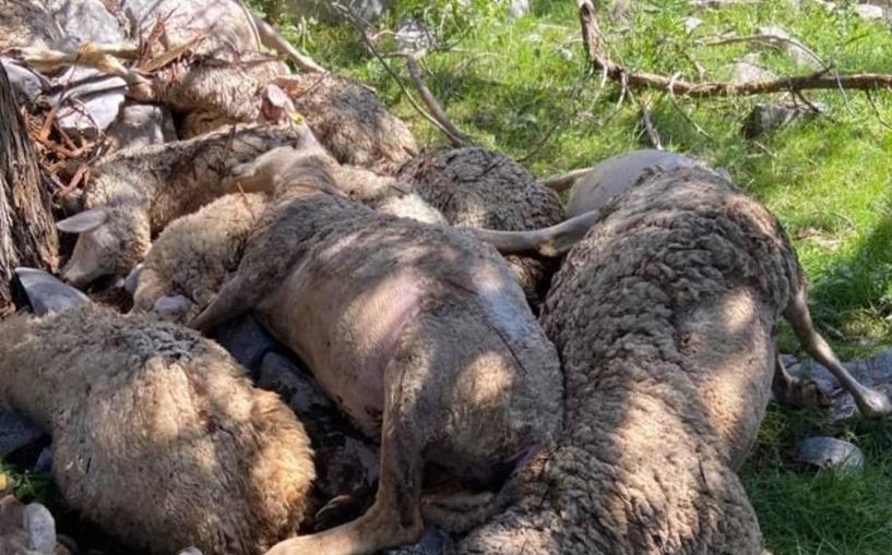 Denizli'de koyun sürüsüne yıldırım düştü, 27 koyun telef oldu