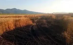 Sakarya'da buğday tarlasında yangın