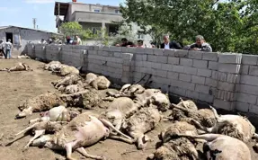 Kayseri'de ahıra giren kurtlar 170 küçükbaş hayvanı telef etti