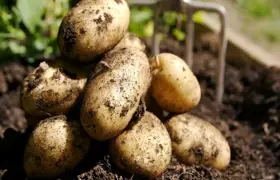 Mayıs ayının fiyat rekortmeni patates