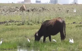 (Video) Devegeçidi Baraj Gölü'nde canlı yaşam hareketlendi