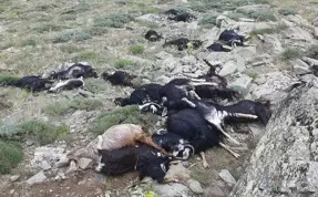 Bingöl’de yakınlarına yıldırım düşen 51 keçi öldü
