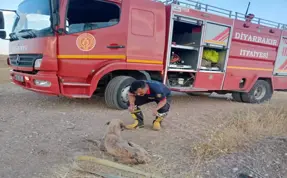 Diyarbakır’da mazgala sıkışan köpek ve sulama kanılan düşen eşek kurtarıldı