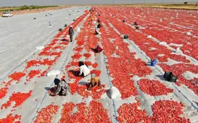 Diyarbakır’dan Avrupa’ya kuru domates ihracatı