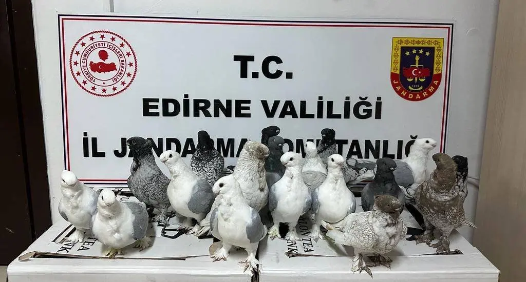 Edirne'de kaçak güvercin operasyonu