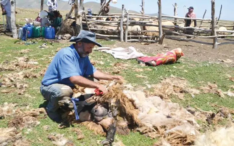 Muş'ta besiciler 2 bin 700 rakımlı yaylada koyunlarını kırkıyor
