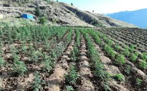 (Video) Bingöl'de 12 tarlada hint keneviri ele geçirildi