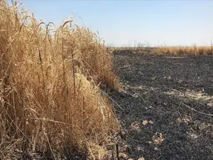 İklim değişikliği nedeniyle Irak'ta yıllık 400 bin dönüm tarımsal arazi kayboluyor