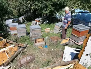 Aç kalan ayı köye indi: Kovanlardaki arıları telef etti