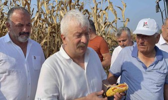 Osmaniye’de mısır üreticisi fiyat bekliyor