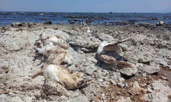 Van Gölü’nün Tatvan sahilinde toplu martı ölümleri
