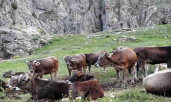 Dağ keçileriyle inek sürüsü bir arada