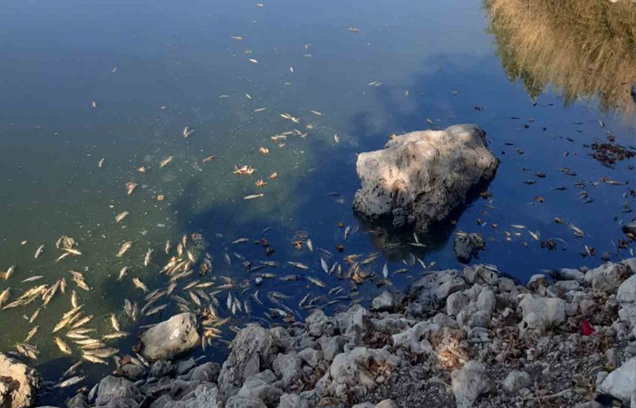 Pazarcık’ta gölde toplu balık ölümleri