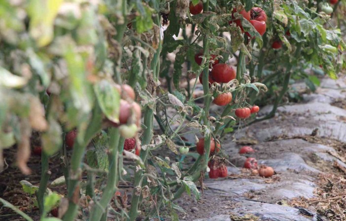 Amasya’da domates hasadını ‘tuta’ vurdu, tonlarca ürün zarar gördü
