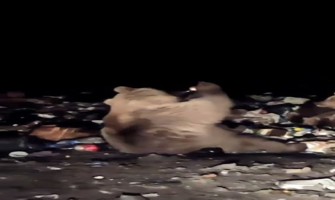 (Video) Sevimli ayının gazlı içeceği başına dikip içmesi kamerada