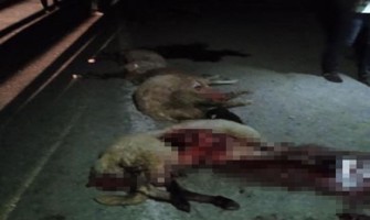 Van’da otomobil sürüye çarptı: 15 koyun telef oldu