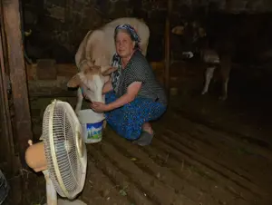 Evindeki tek vantilatörü inekleri için ahıra kurdu