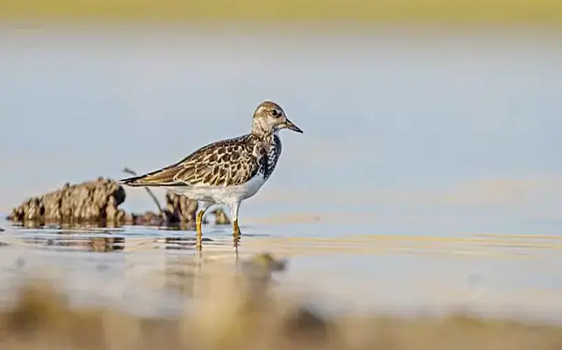 3 kuş türü resimlendi
