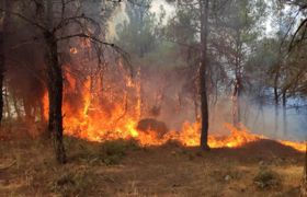 (Video) Edirne’de çıkan orman yangını kontrol altına alındı