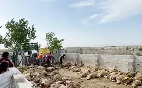 Bingöl'de ahıra giren kurtlar 50 kuzuyu öldürdü