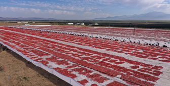 Kayserili 3 arkadaş kuru domateste 500 ton ihracat hedefliyor