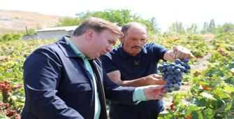 Erzincan Valisi Aydoğdu, üzüm hasadına katıldı