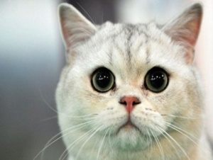 İngiltere'de kayıp kedi, 11 yıl sonra sahibine kavuştu