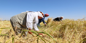 Diyarbakır'da tescilli Karacadağ pirincinde hasat sezonu başladı