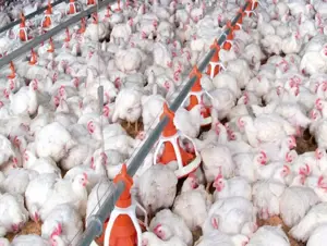 Namibya Güney Afrika'dan tavuk ithalatını durdurdu