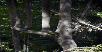 Küre Dağları'nda aynı daldan 7 ağacın büyüdüğü kayın ağacı bulundu