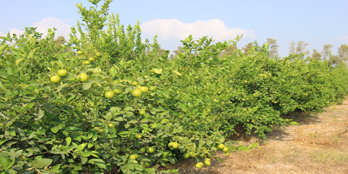 Mersin'de limon hasadı başladı