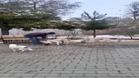 Eğil Belediyesi sokakta kalan “Can Dostları” unutmadı