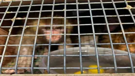 Habur Sınır Kapısı’nda 3 maymun yakalandı